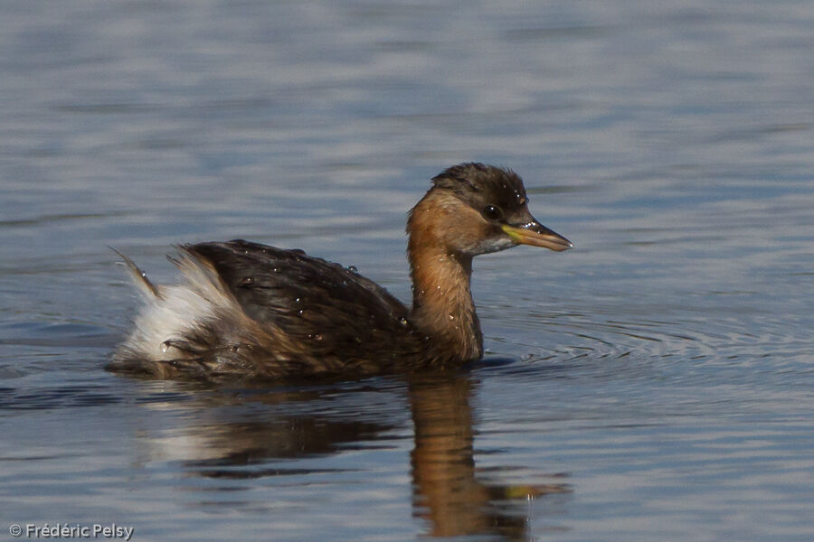 Little Grebeadult post breeding