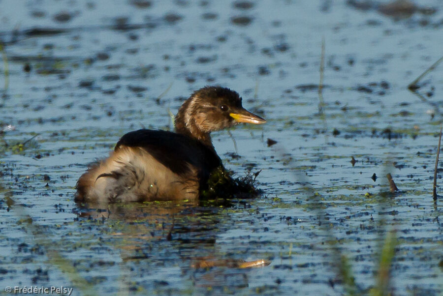 Little Grebejuvenile