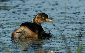 Little Grebe