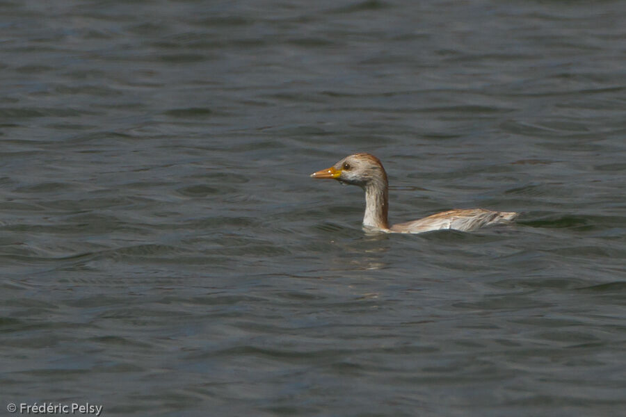 Little Grebe