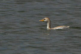 Little Grebe