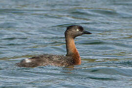 New Zealand Grebe