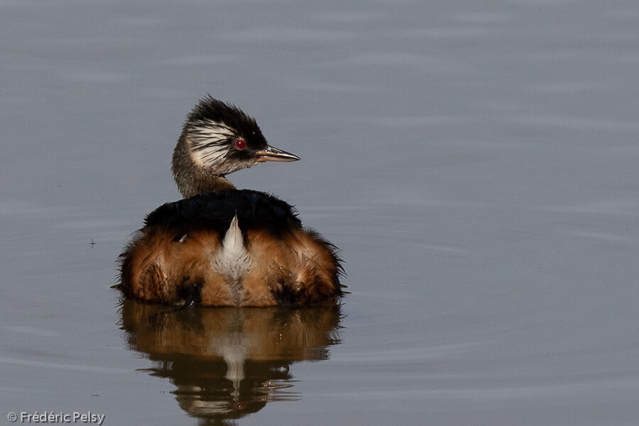 White-tufted Grebe