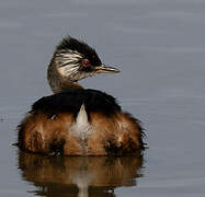 White-tufted Grebe