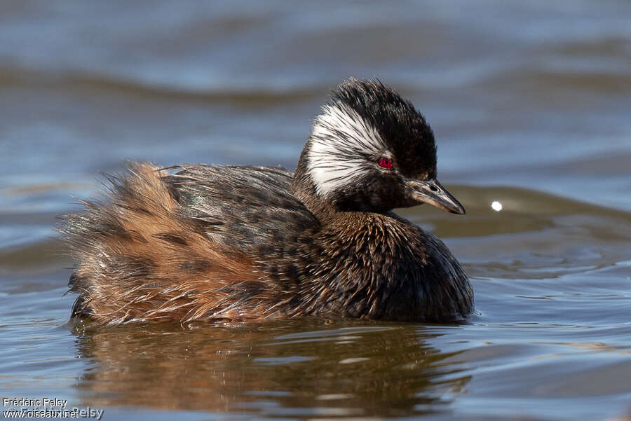 Grèbe de Rollandadulte, identification