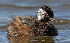 White-tufted Grebe