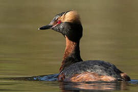 Horned Grebe