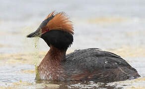 Horned Grebe