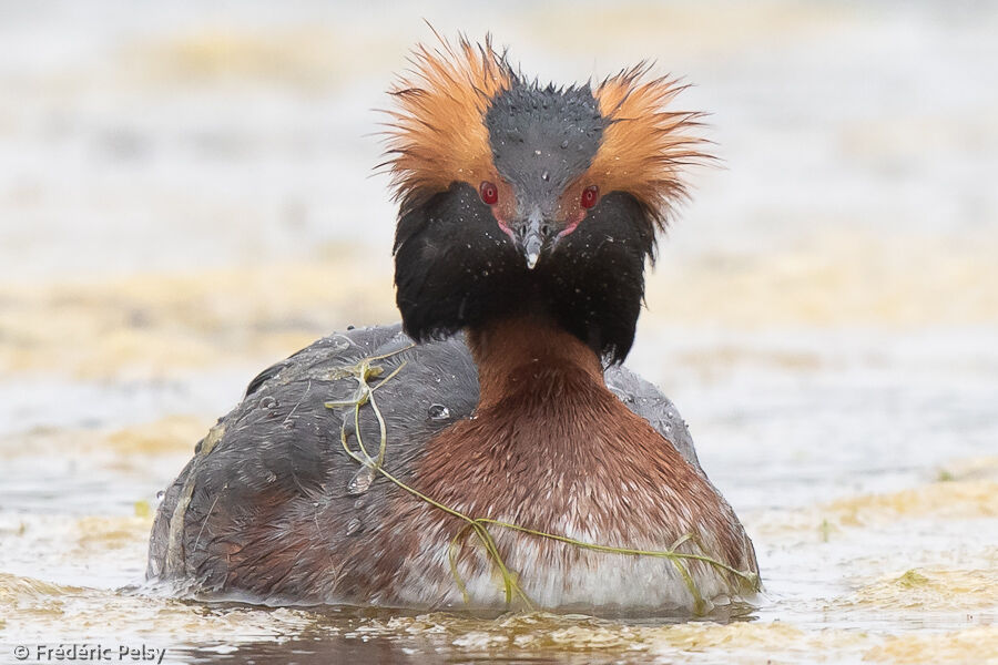 Horned Grebe