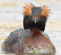 Horned Grebe