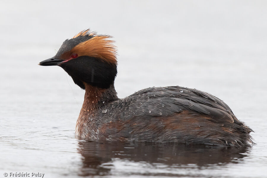 Horned Grebe