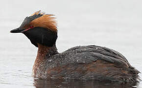 Horned Grebe