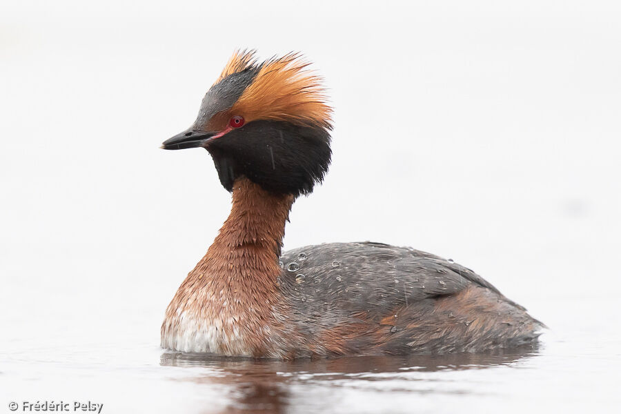 Horned Grebe