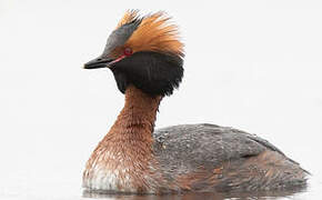 Horned Grebe