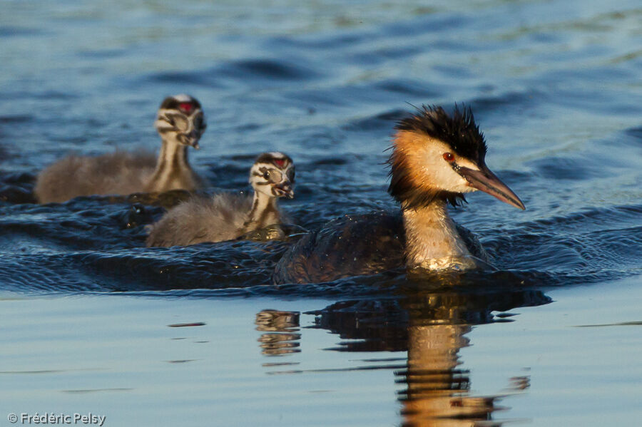 Great Crested Grebe