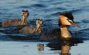 Great Crested Grebe