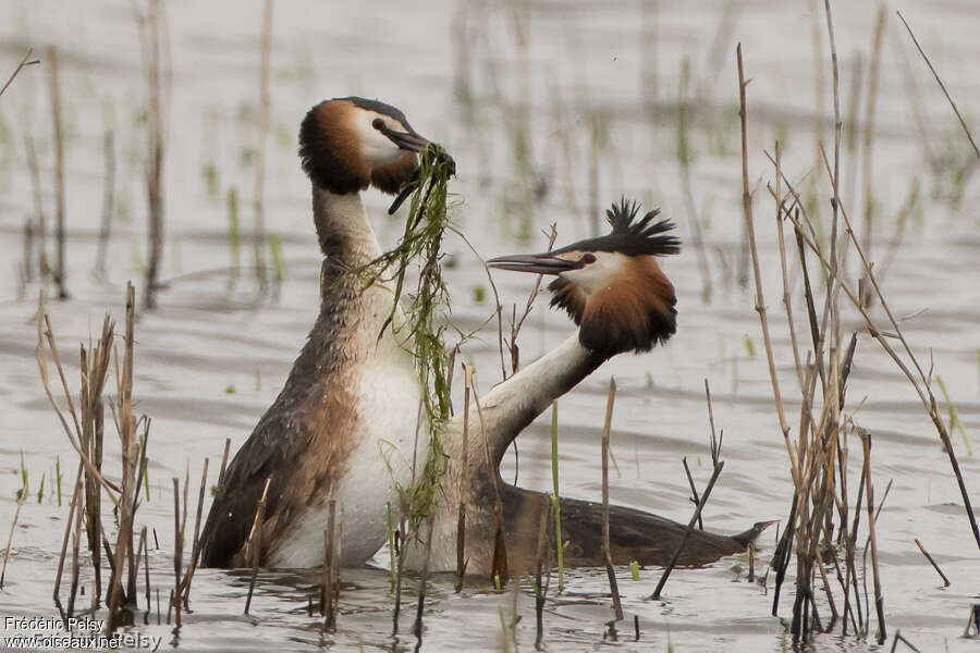 Great Crested Grebeadult, courting display