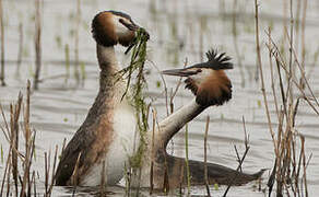 Great Crested Grebe