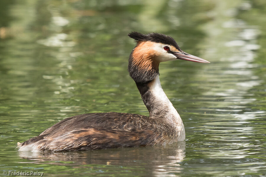 Great Crested Grebe