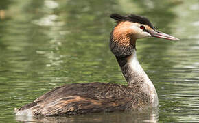 Great Crested Grebe