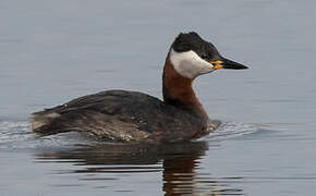 Red-necked Grebe