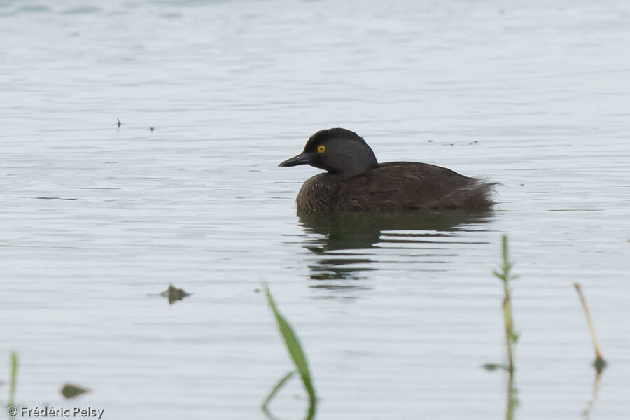 Least Grebeadult breeding, identification