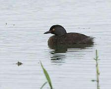 Least Grebe