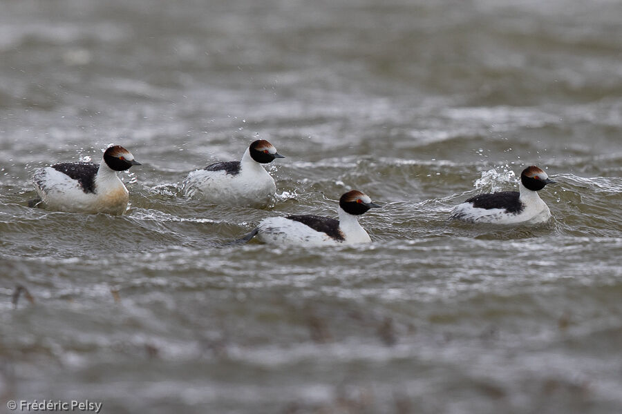 Hooded Grebe