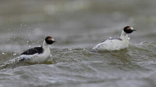 Hooded Grebe