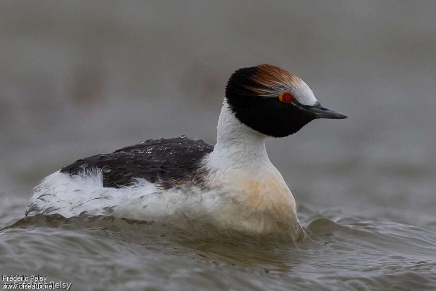 Grèbe mitréadulte, identification