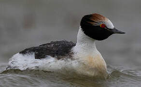 Hooded Grebe