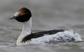 Hooded Grebe