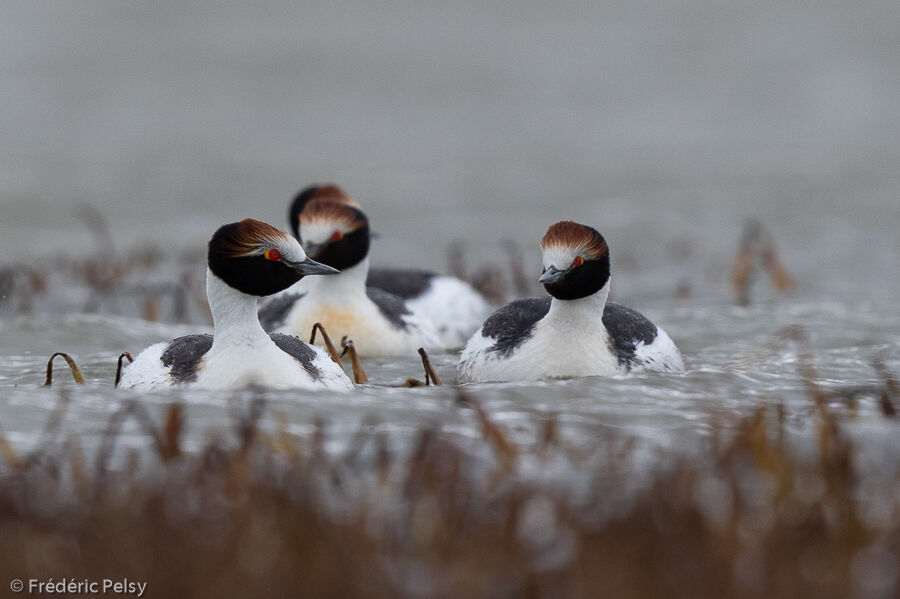 Hooded Grebe