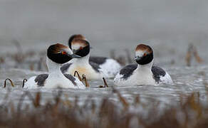 Hooded Grebe