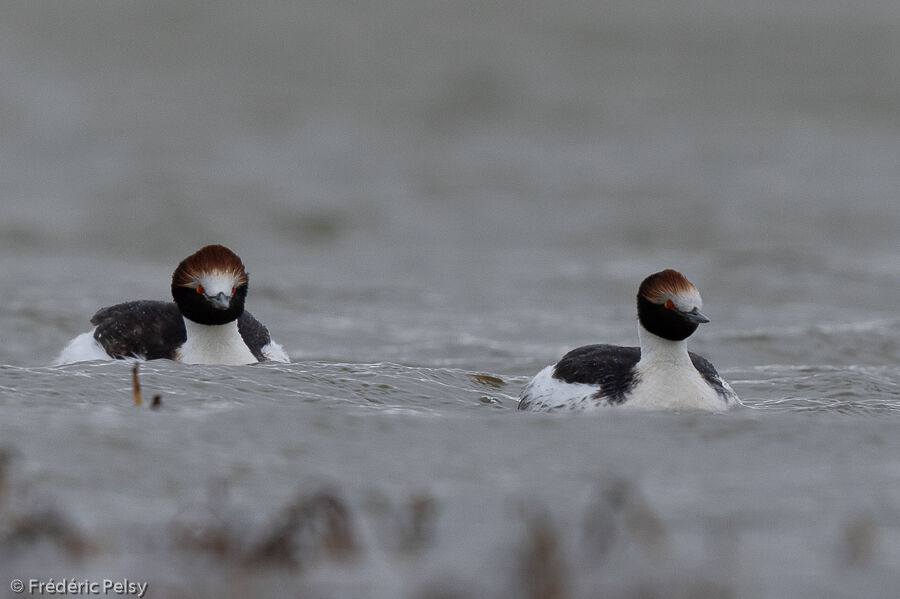 Hooded Grebe