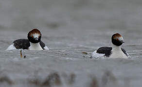 Hooded Grebe