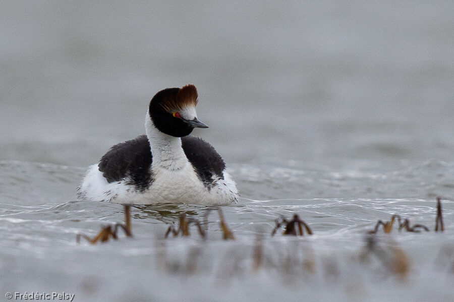 Hooded Grebe