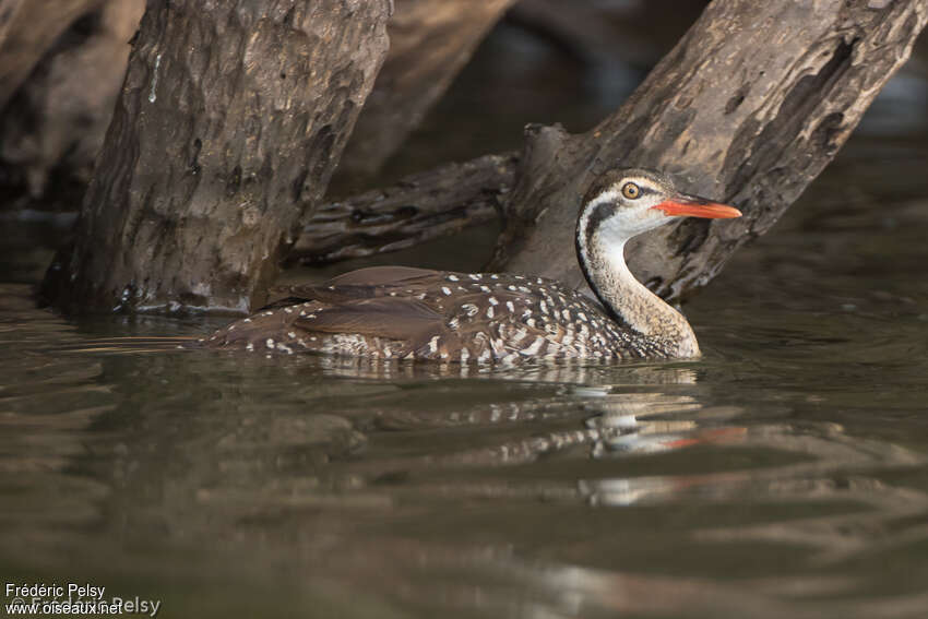 African Finfootadult, swimming