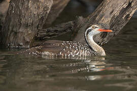 African Finfoot