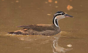 Sungrebe