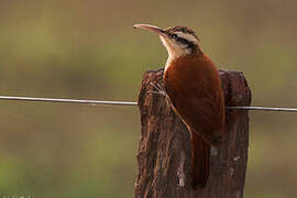 Narrow-billed Woodcreeper