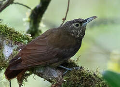 Olive-backed Woodcreeper