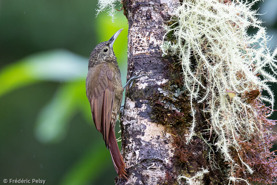 Olive-backed Woodcreeper