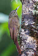 Olive-backed Woodcreeper