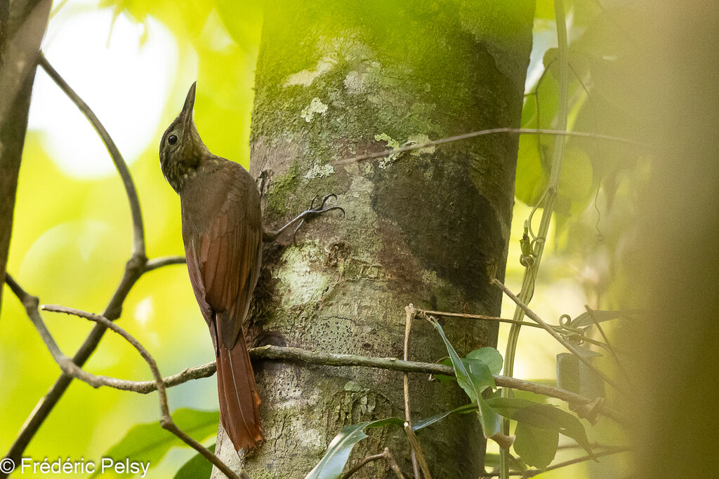 Long-tailed Woodcreeper