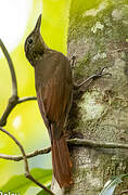 Long-tailed Woodcreeper