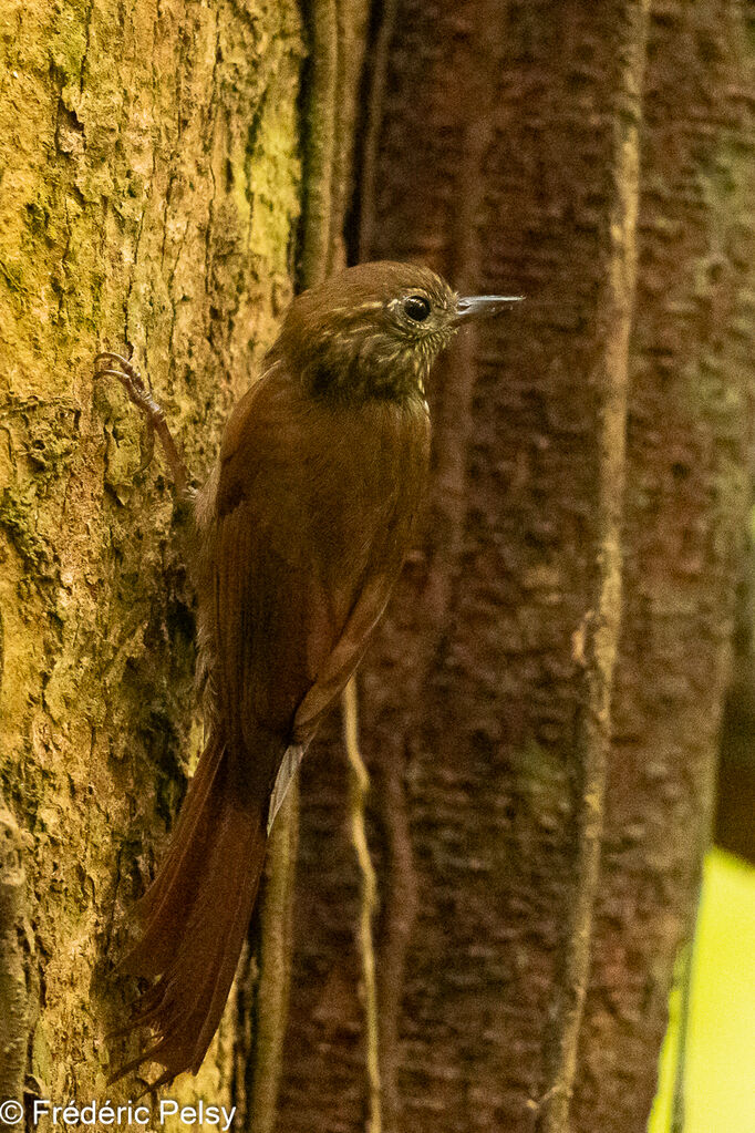 Wedge-billed Woodcreeper