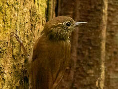 Wedge-billed Woodcreeper