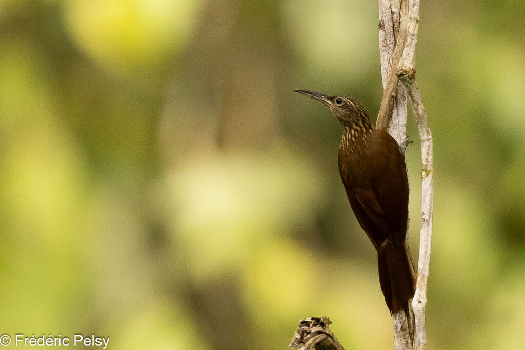 Cocoa Woodcreeper