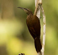 Cocoa Woodcreeper